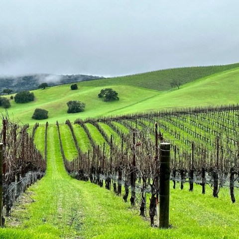 Vineyard rows on lush green hillside under cloudy sky.