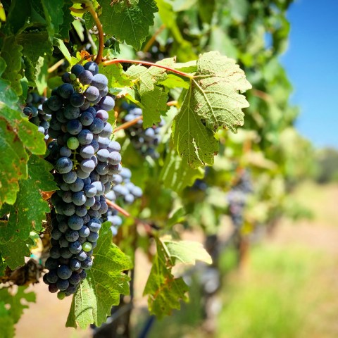 Close-up of grape bunches on the vine with green leaves in a vineyard under clear blue sky.