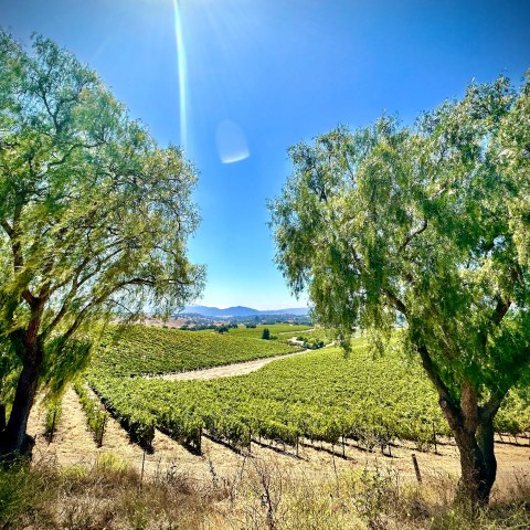 Vineyard landscape with two trees framing the view under a clear blue sky.