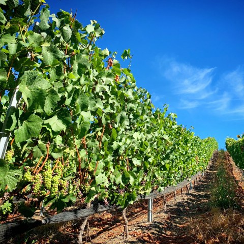 Grape vineyard with lush green leaves under a clear blue sky.