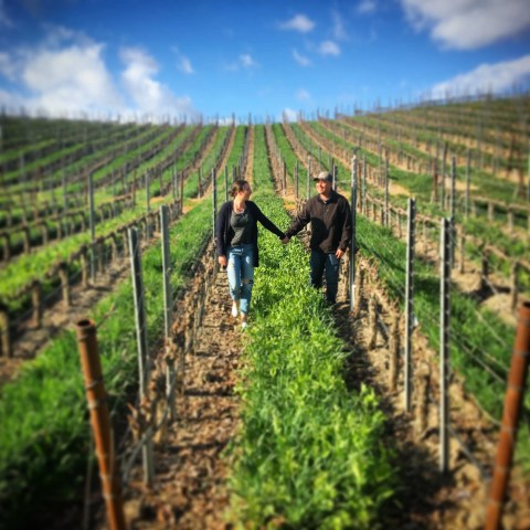 Couple holding hands walking between vineyard rows under a blue sky.