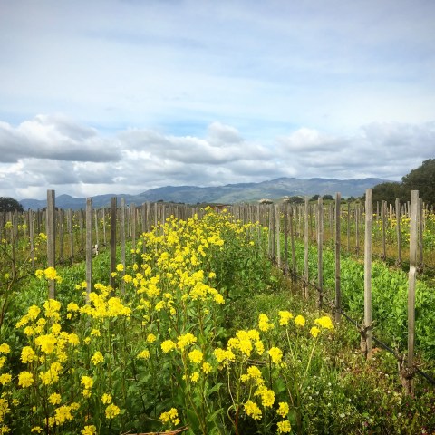 Vineyard with yellow wildflowers under a cloudy sky and distant hills.