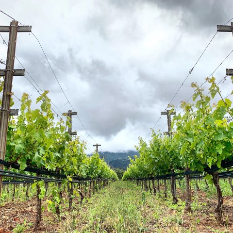 Vineyard rows under cloudy sky with lush green grapevines.