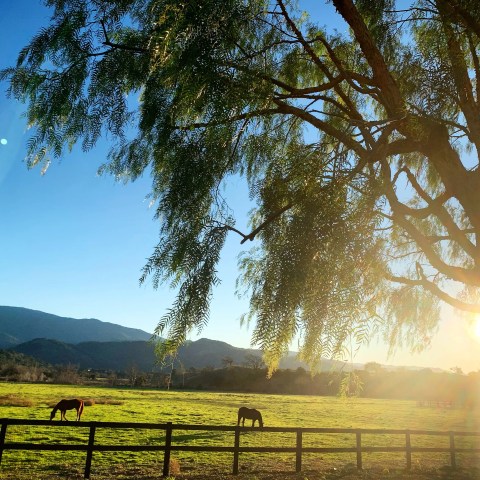 Horses grazing in a sunny field with a large tree and mountains in the background.