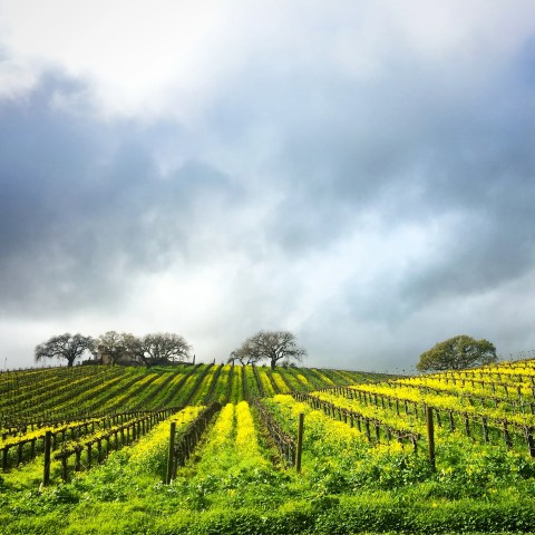 Vineyard rows with yellow flowers under a cloudy sky.
