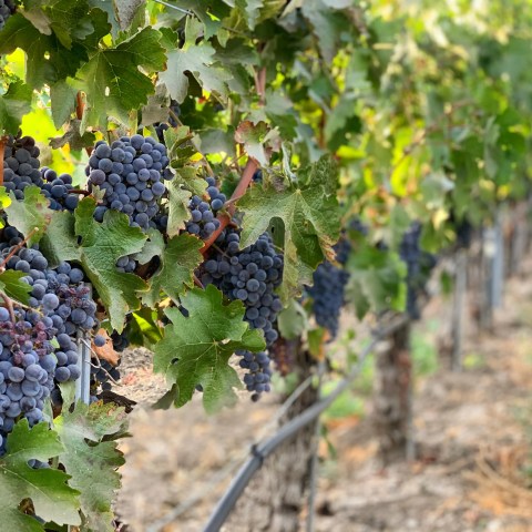 Close-up of ripe purple grapes hanging from vines in a vineyard.