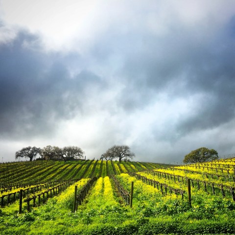Vineyard rows with yellow flowers under a cloudy sky and distant trees.