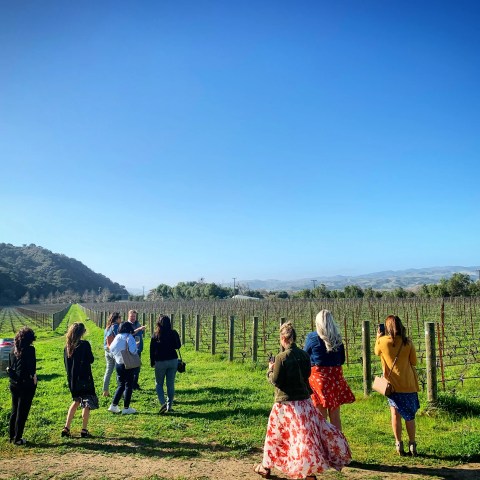 Group of people walking in a vineyard under a clear blue sky.