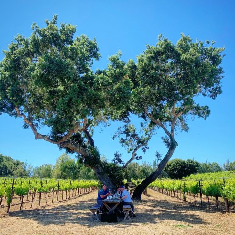 Two people seated at a table under a heart-shaped tree in a vineyard on a sunny day.