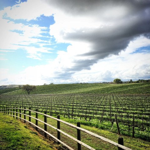 Green vineyard with wooden fence under a cloudy blue sky.