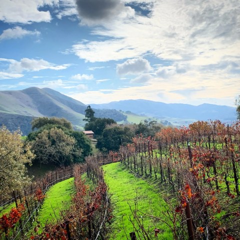 Vineyard with red foliage on rolling hills under a cloudy sky.