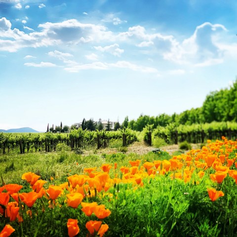 Orange flowers in foreground with vineyard and blue sky in background.