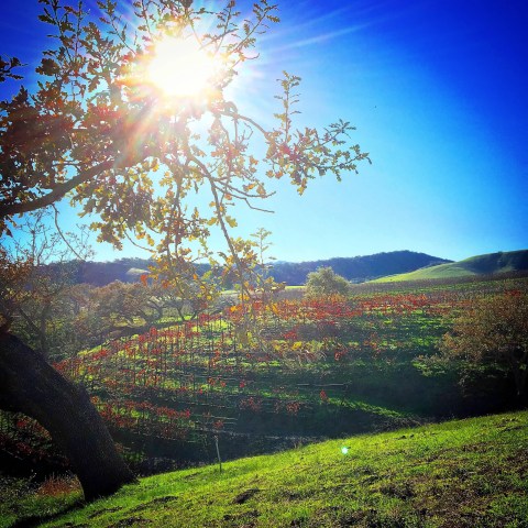 Sunlight shining through a tree over a vineyard in a hilly landscape.