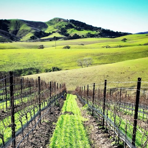 Vineyard rows with rolling green hills under clear blue sky