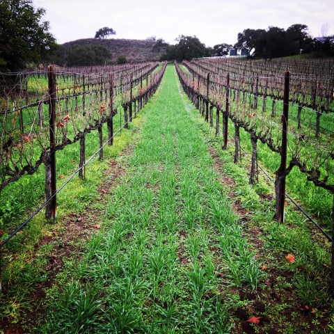 Vineyard rows with green grass between leafless grapevines, under a cloudy sky.