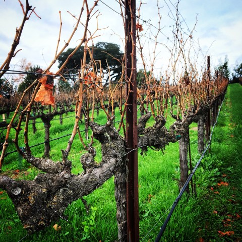 Rows of bare grapevines over green grass, with a tree in the background.