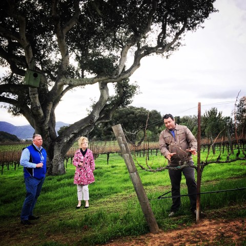 Three people observing grapevines in a vineyard with a large tree in the background.