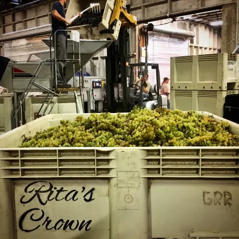 Crate filled with green grapes in a warehouse, worker on a forklift nearby.