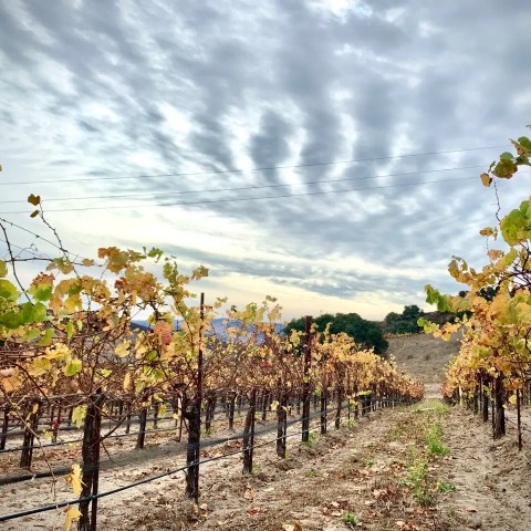 Vineyard with autumn leaves under a cloudy sky, rows of vines receding into distance.