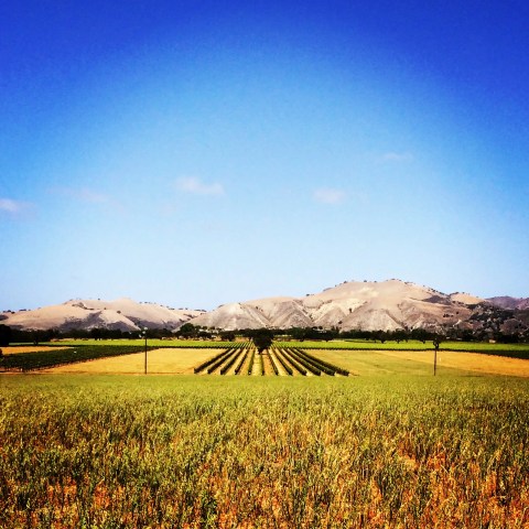 Vineyard with rows of grapevines, fields, and mountains under a clear blue sky.