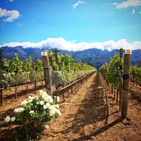 Vineyard rows with grapevines and mountains in background under a blue sky with clouds.