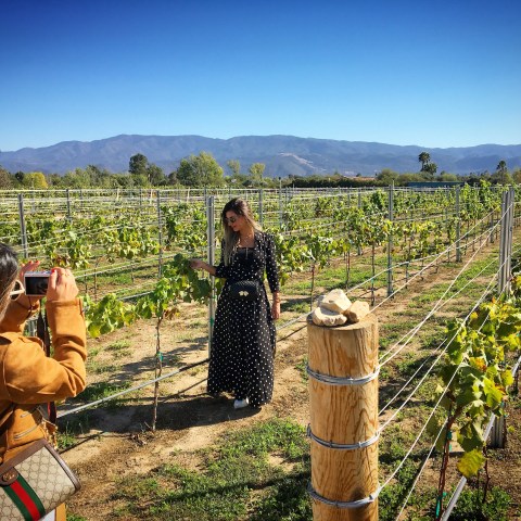 Two people in a vineyard, one photographing the other near grapevines, with mountains in the background.