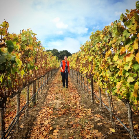 Person in red vest walking through vineyard with autumn leaves.