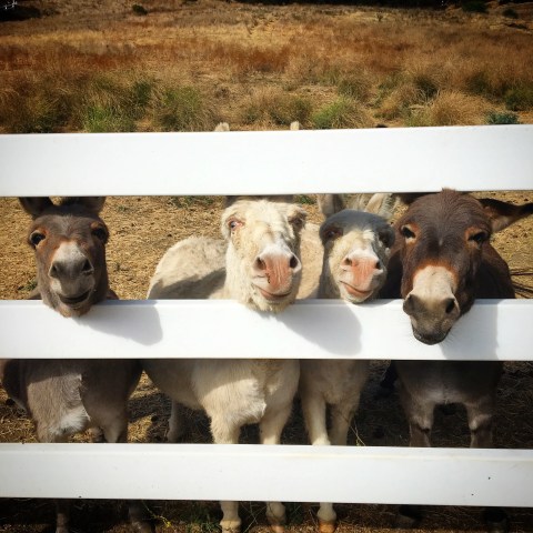 Four donkeys peeking through a white fence in a sunny field.