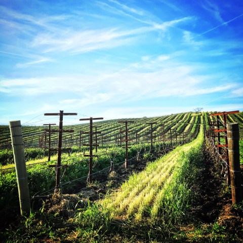 A vineyard with rows of trellises under a blue sky with clouds.