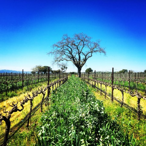 Vineyard rows with a large tree at the center under a clear blue sky.