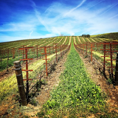 Vineyard with green rows under a blue sky with wispy clouds.