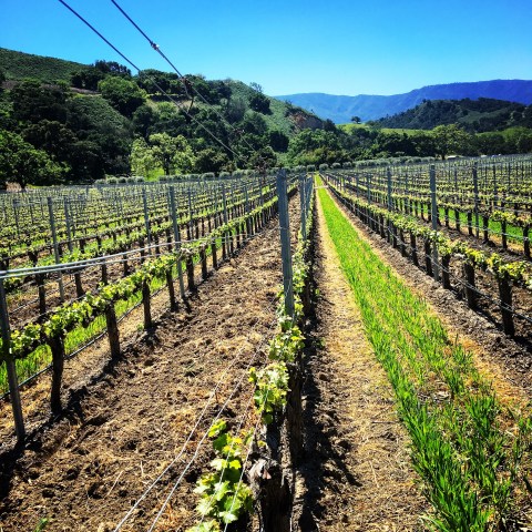 Rows of grapevines in a sunny vineyard with hills in the background.
