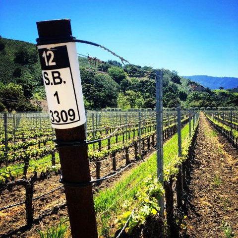 Vineyard with a metal post marked '12 S.B. 1 3309' under a clear blue sky.