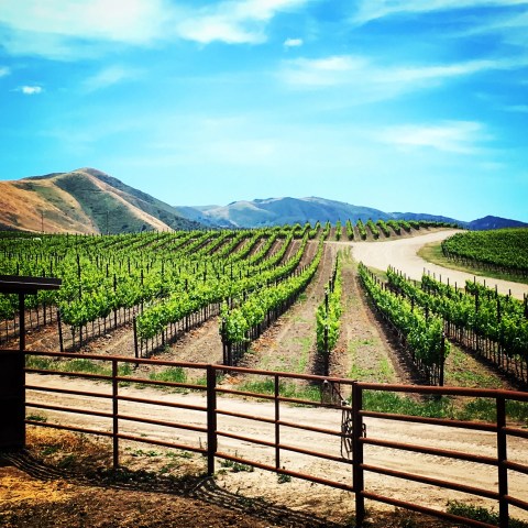 Vineyard with lush green rows framed by mountains under a bright blue sky.