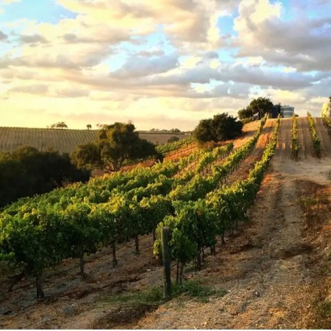 Sunlit vineyard on a hillside with green grapevines and a partly cloudy sky.