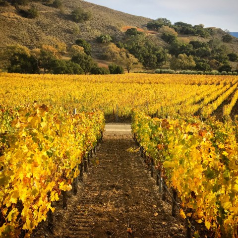 Vineyard in autumn with rows of yellow grapevines and distant hills.