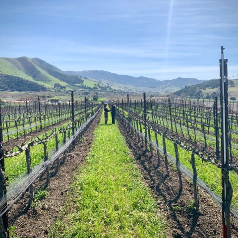Two people walking through a vineyard with mountains in the background on a sunny day.