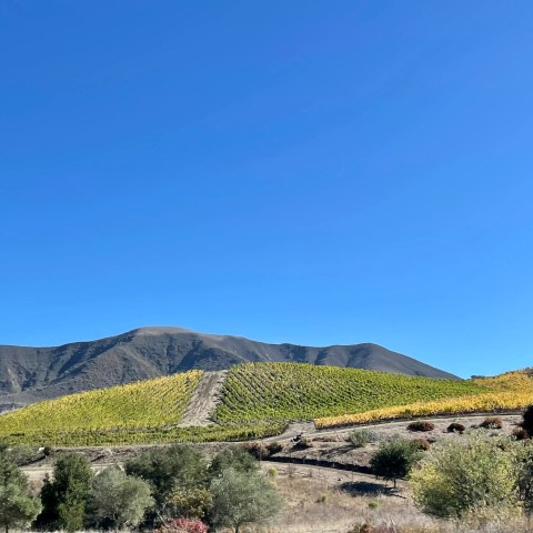 Sunny landscape with green vineyard on a hill, mountains, and clear blue sky.