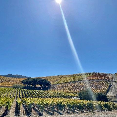 Vineyard on a sunny day with rolling hills and bright sun rays in a clear sky.