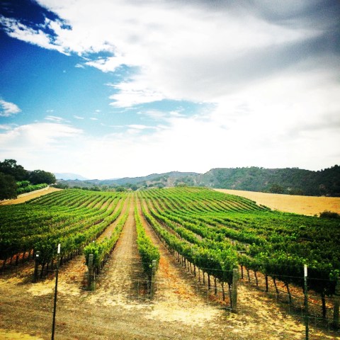 Vineyard with rows of grapevines under a partly cloudy sky.