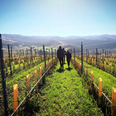 Three people walking through a vineyard with mountains in the background.