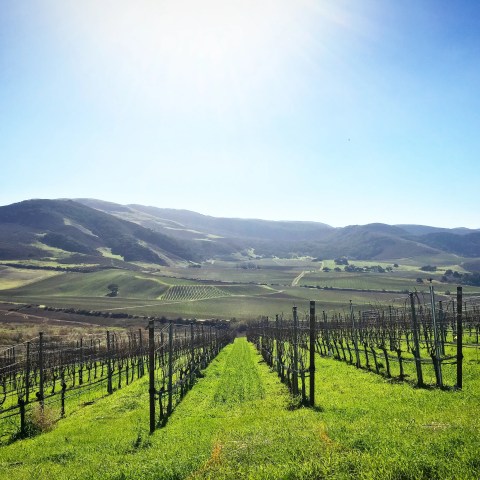 Sunlit vineyard with rolling hills in the background under a clear blue sky.