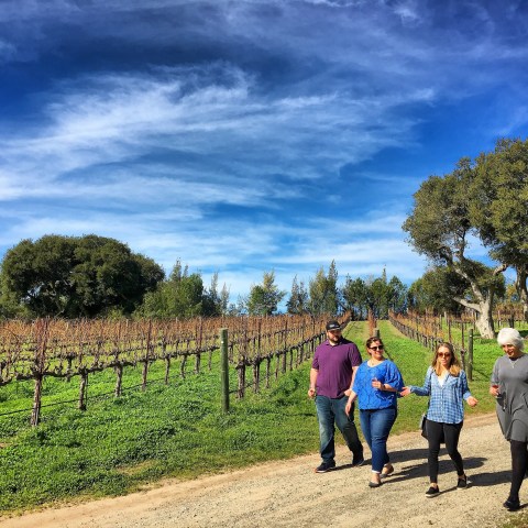 Four people walking along a vineyard path under a blue sky with scattered clouds.