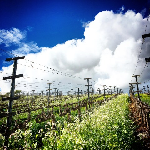 Vineyard rows with trellises under a blue sky with fluffy white clouds.