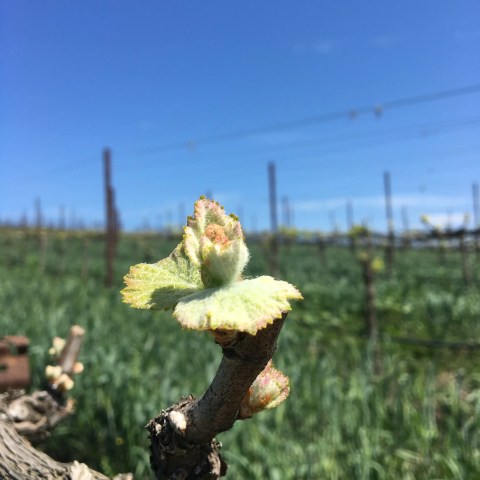 Close-up of a budding grapevine with a blurred vineyard background under a clear blue sky.