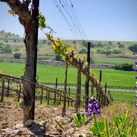 Vineyard with grapevines and purple flowers, rolling hills in the background under a clear blue sky.