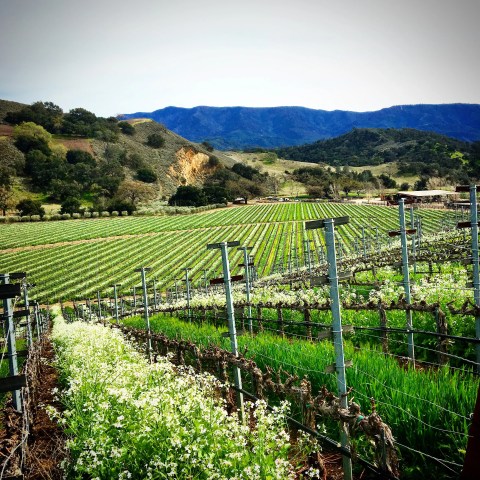 Vineyard with green rows and hills in the background under a clear sky.