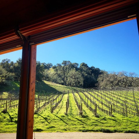Vineyard view from open window with clear blue sky and green hills.
