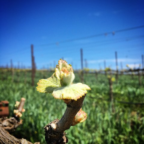 Close-up of grapevine bud and leaves with a vineyard in the background under blue sky.