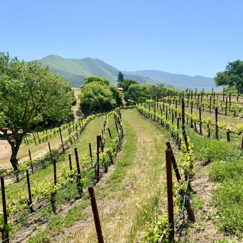 Vineyard rows on a sunny hillside with trees and mountains in the background.